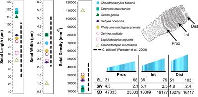 Setal Field Transects, Evolutionary Transitions and Gecko–Anole Convergence Provide Insights Into the Fundamentals of Form and Function of the Digital Adhesive System of Lizards